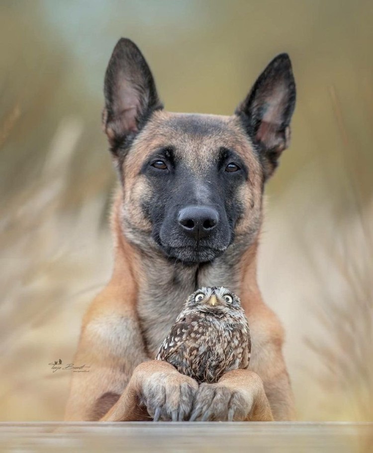 Мулине Бельгийская овчарка