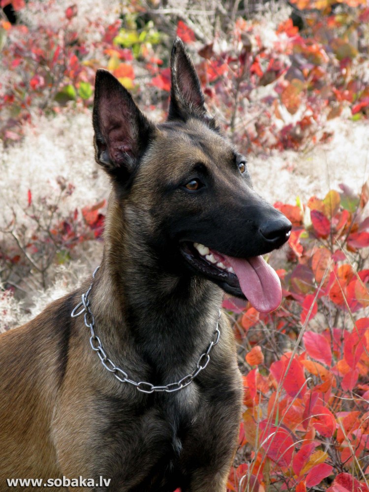 Овчарка малинуа