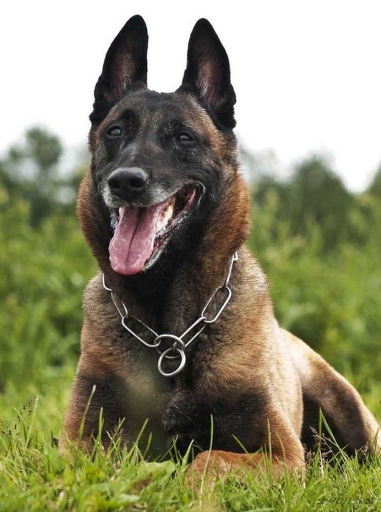 Бельгийская овчарка малинуа экстерьер