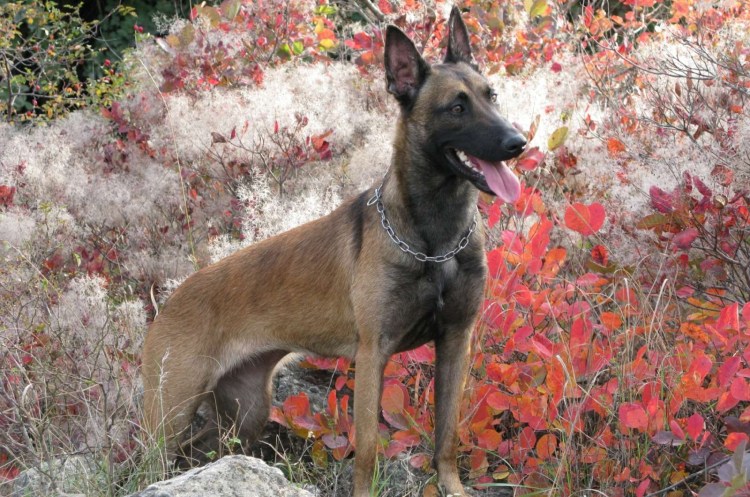 Малинуа овчарка Бельгийская овчарка