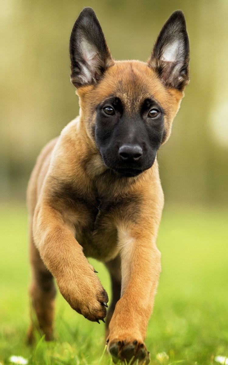 Бельгийскаяавчарка малениу