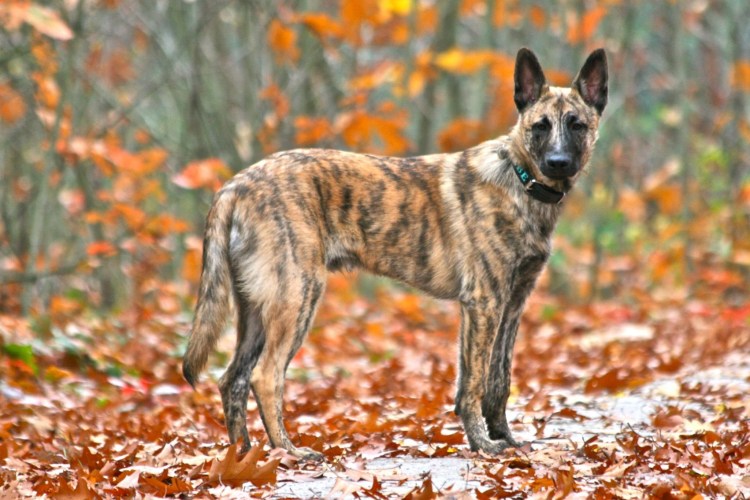Бельгийская овчарка милинунуа