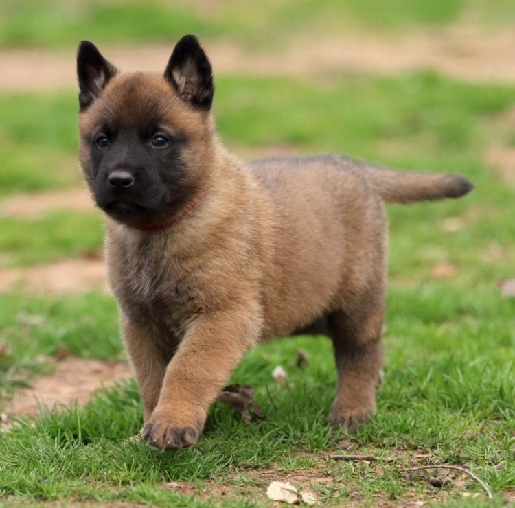 Бельгийская овчарка малинуа