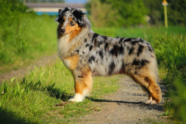 Бельгийская овчарка малинуа спортивная кондиция