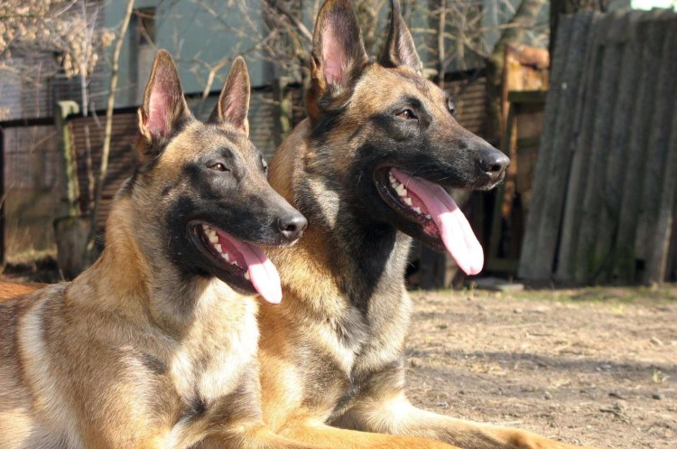 Бельгийский малинуа