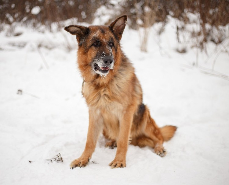 Собака бельгийский малинуа
