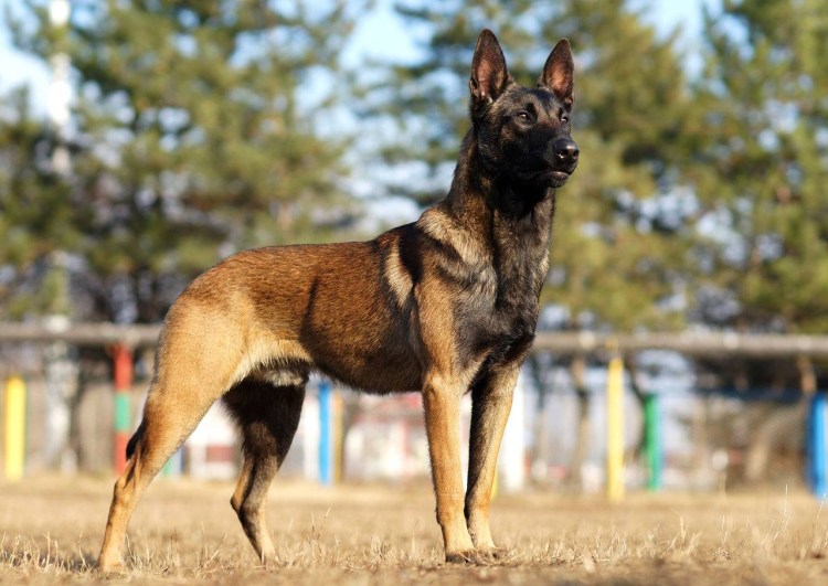 Бельгийская овчарка милинунуа