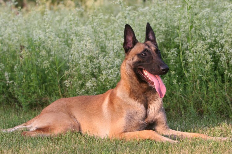 Порода Бельгийская овчарка малинуа