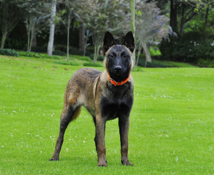 Малинуа Бельгийская овчарка пушистая