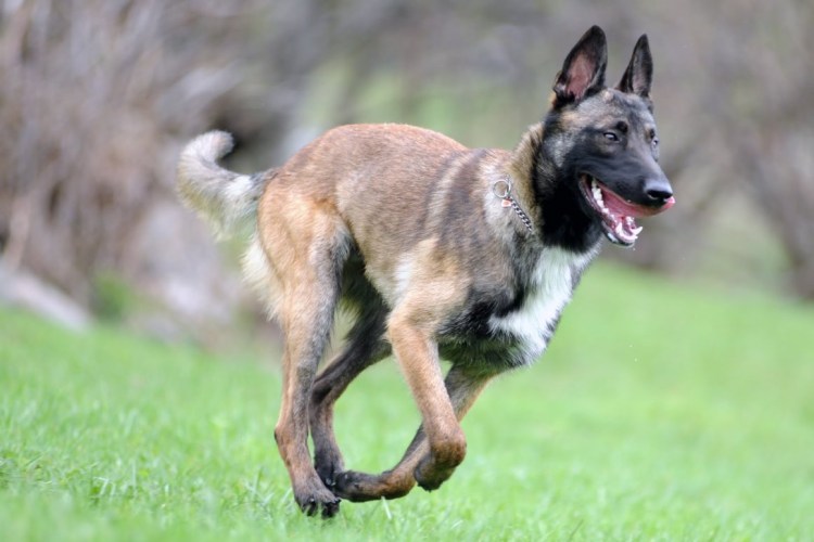 Мулине Бельгийская овчарка