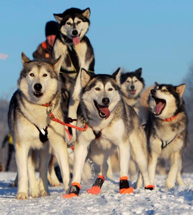 Сеппальская хаски