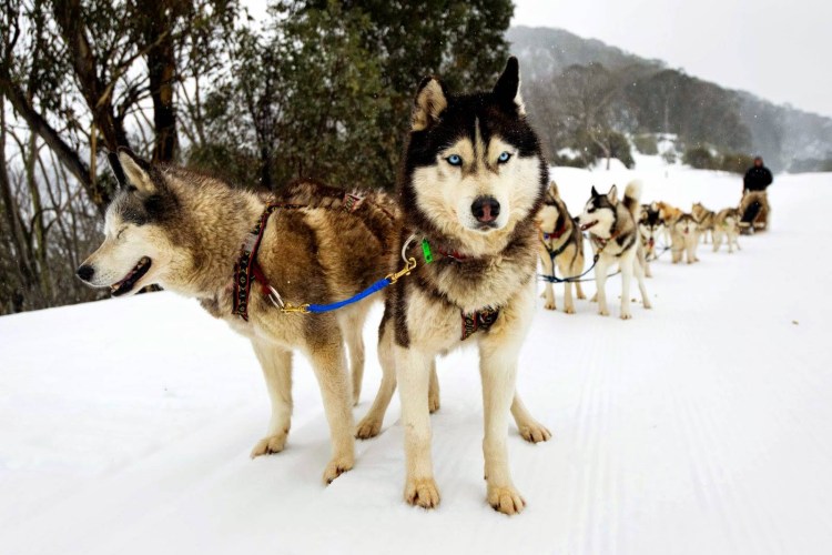День ездовых собак