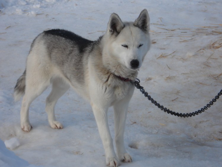 Тамасканская порода