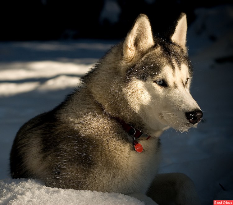 Камчатская ездовая
