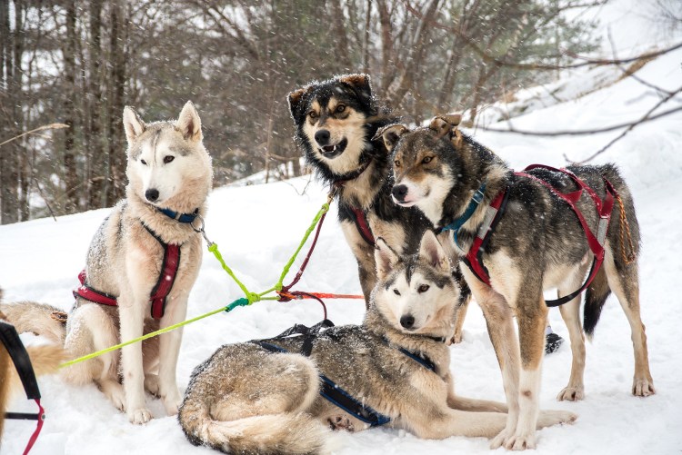 Лайка Чукотская ездовая собака