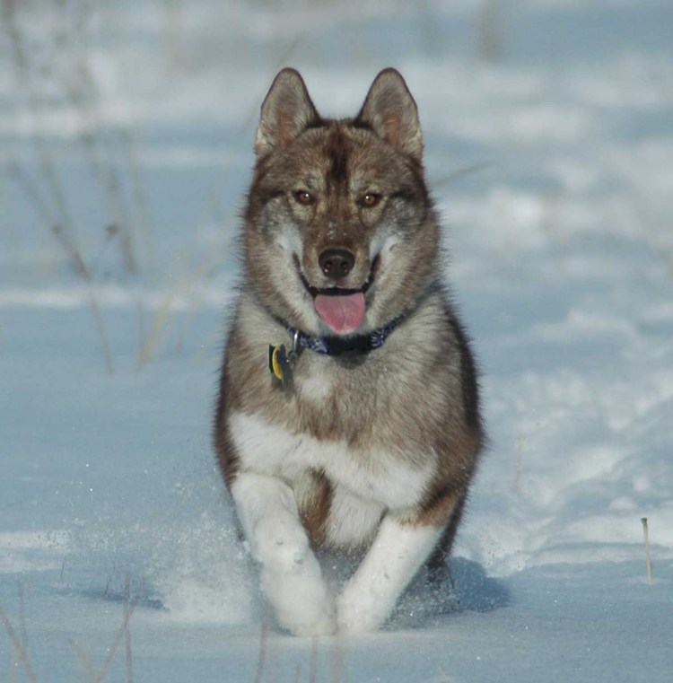 Чукотская ездовая лайка
