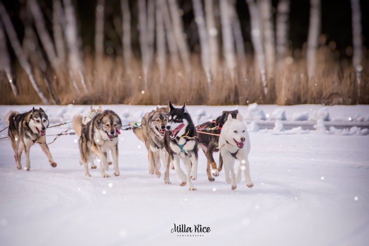Сибирский хаски ездовая собака