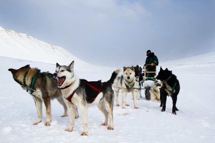 Ездовые Сеппала