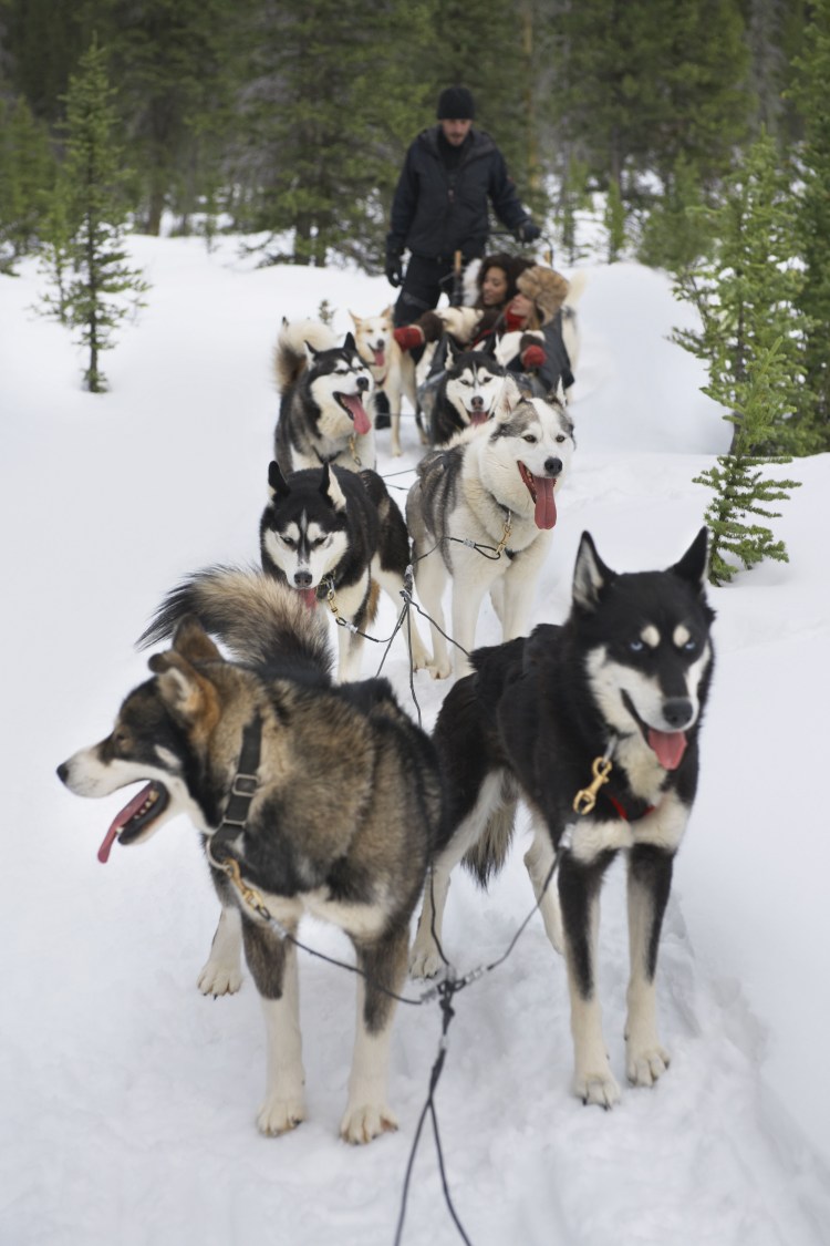 Собака с милыми глазками лайки в упряжке