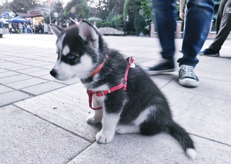 Сеппальская Сибирская ездовая собака