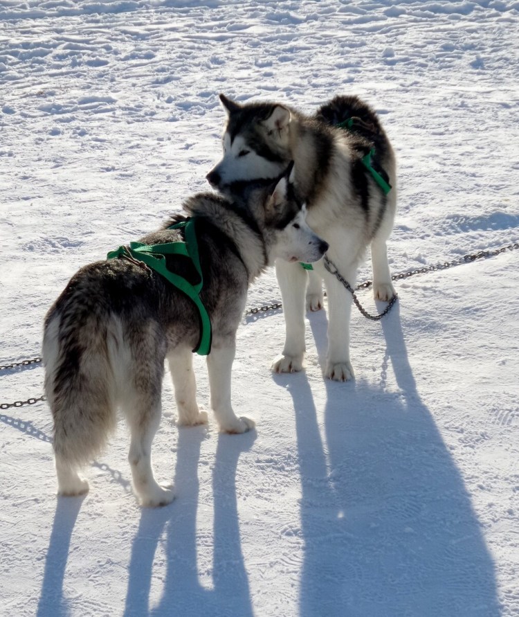 Сибирская ездовая Сеппала