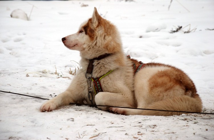 Хаски на Байкале
