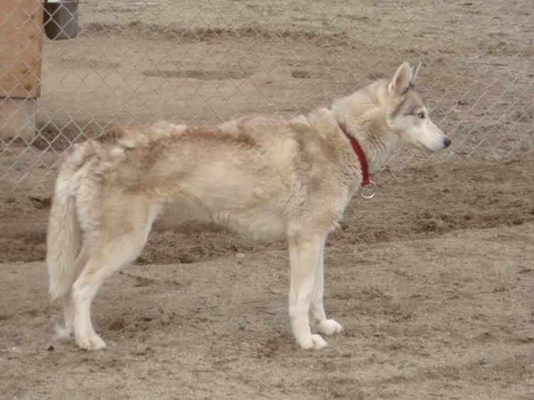 Сибирская ездовая собака Сеппала