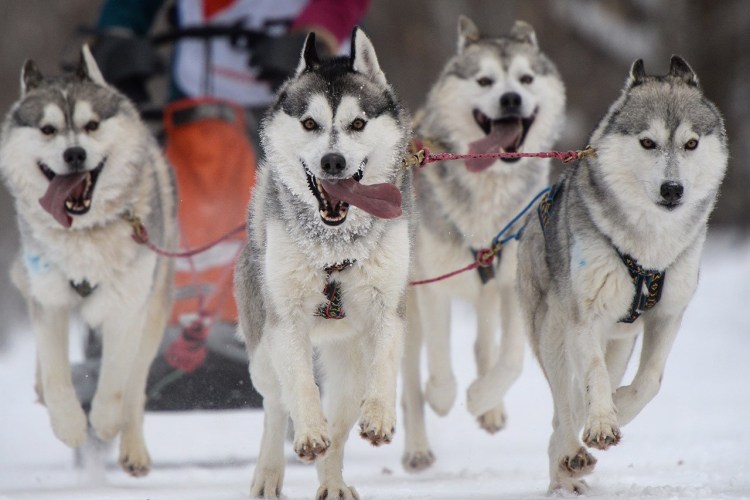 Сибирская ездовая собака Сеппала