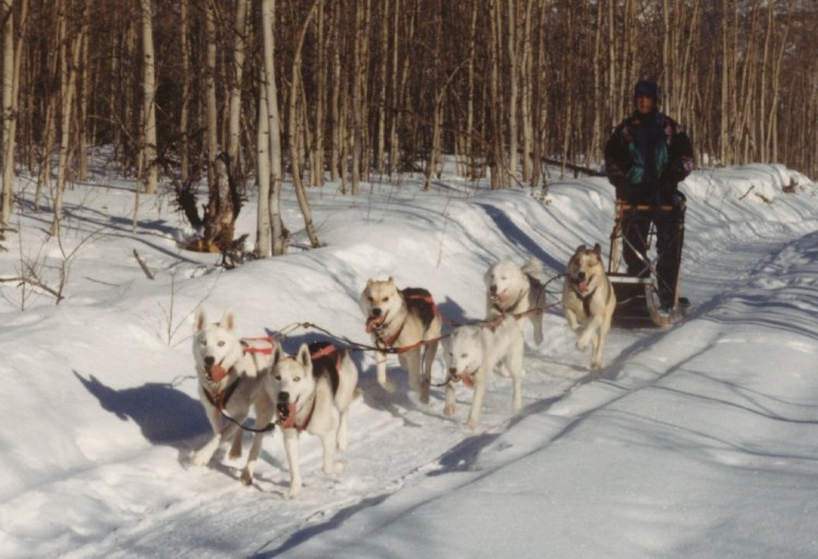 Сеппальская Сибирская ездовая собака