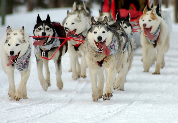 Шпицберген собака