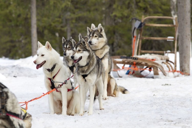 Леонард Сеппала с хаски того