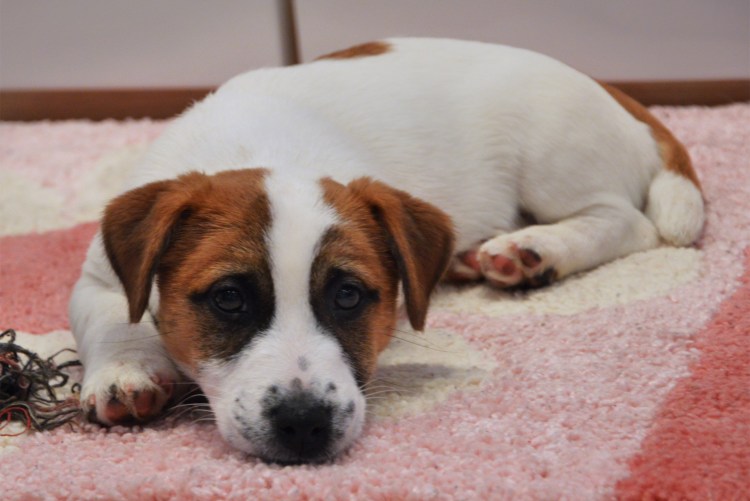 Метис Джек Рассела