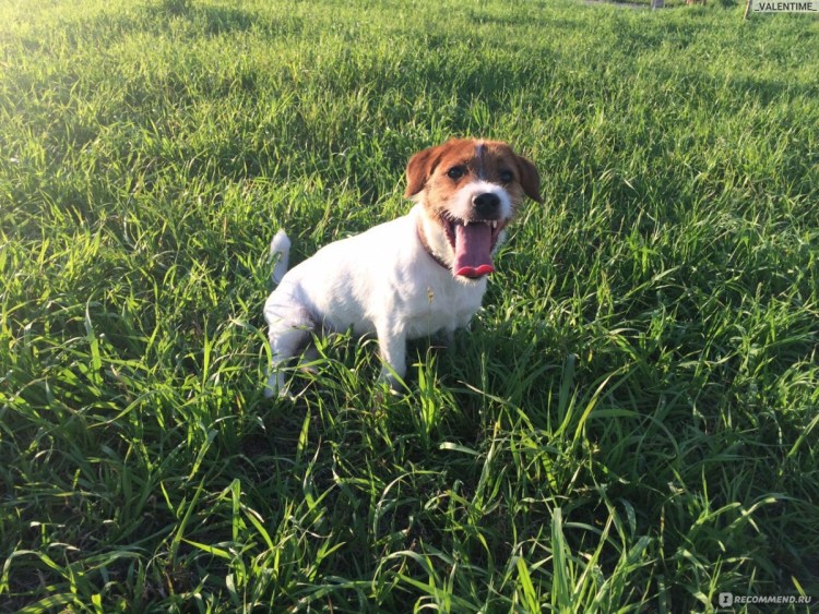 Рекс Рассел терьер