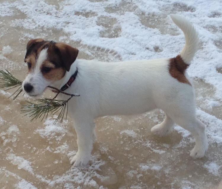 Порода Джек Рассел терьер