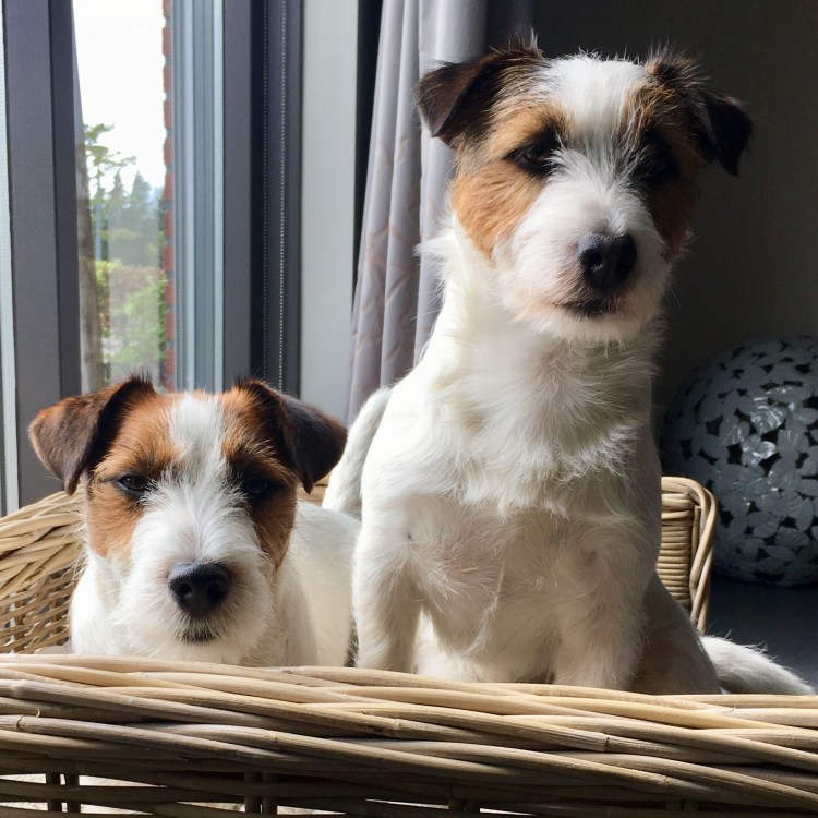 Щенок Курт Рассел