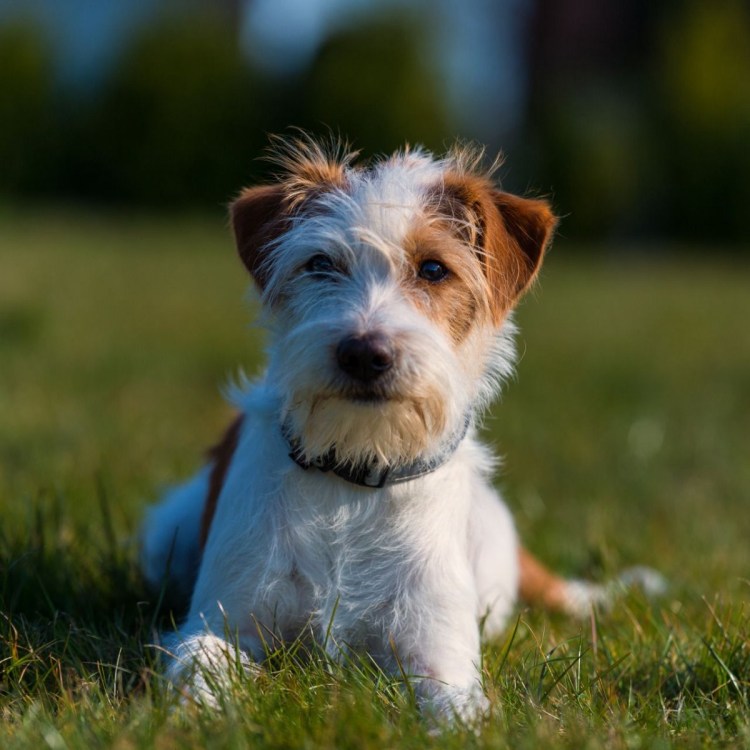 Аллергия у Джек Рассел терьера