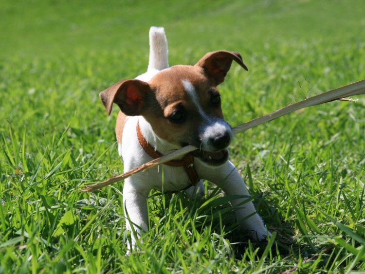 Джек-Рассел-терьер коротколапый