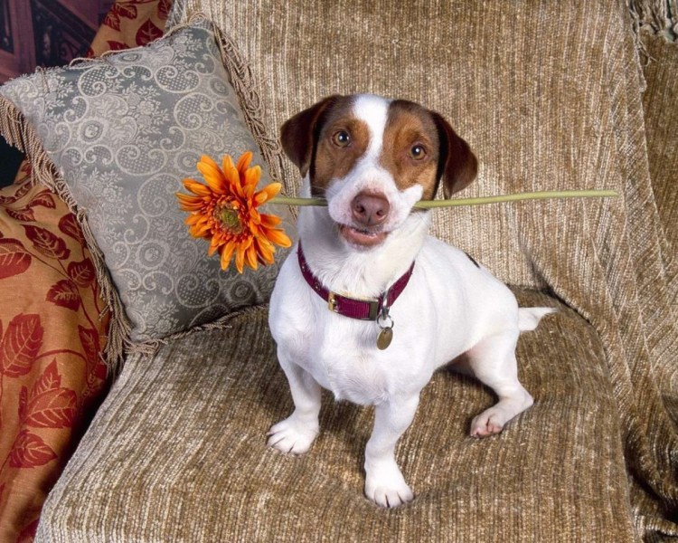 Порода собак Джек Рассел