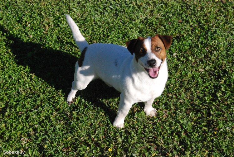 Джек Рассел терьер Усатый