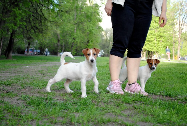 Джек Рассел терьер жеско шорстный