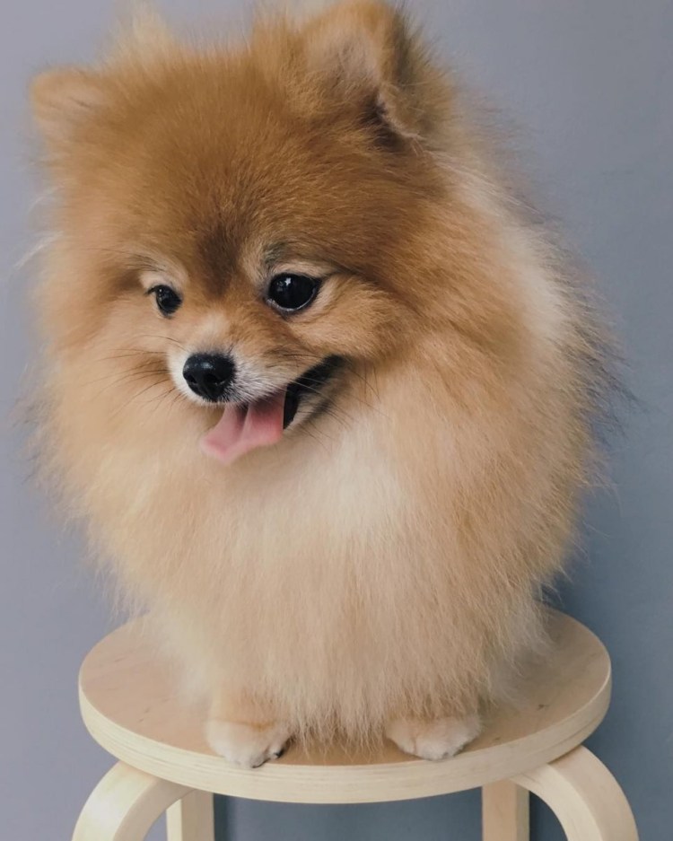 Померанский шпиц Беленький