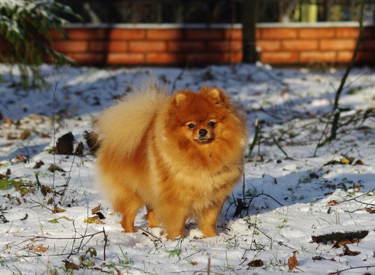 Померанский шпиц белый корейский