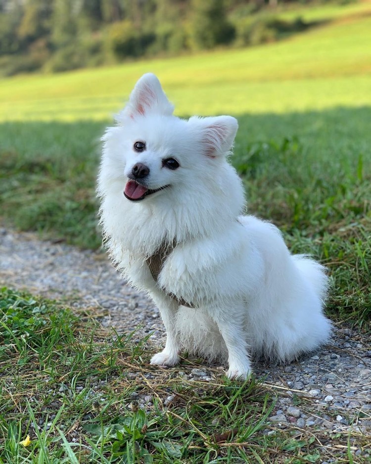 Китайский померанский шпиц белый