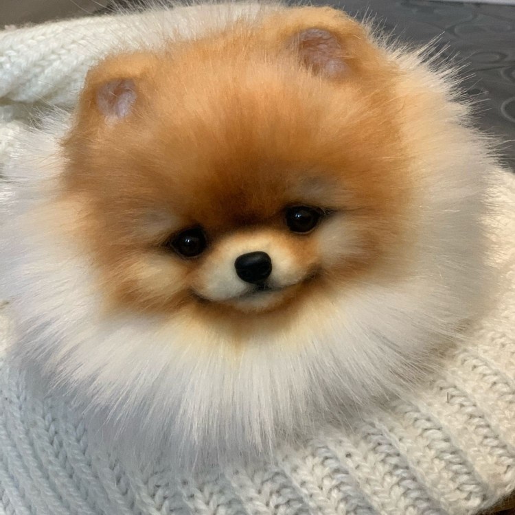 Шпиц померанский карликовый