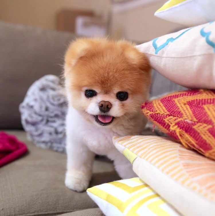 Померанский шпиц мини