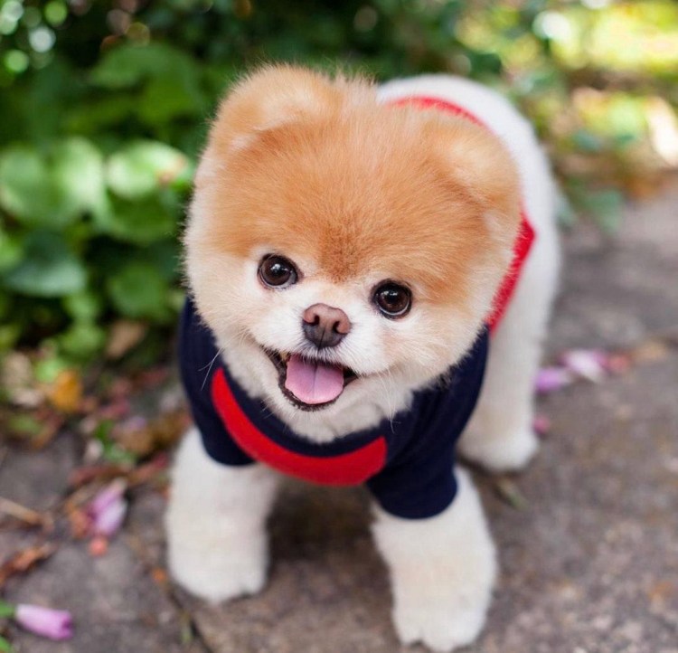 Померанский шпиц белый корейский