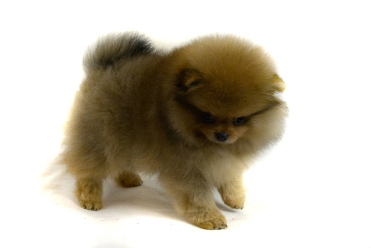 Померанский шпиц белый корейский