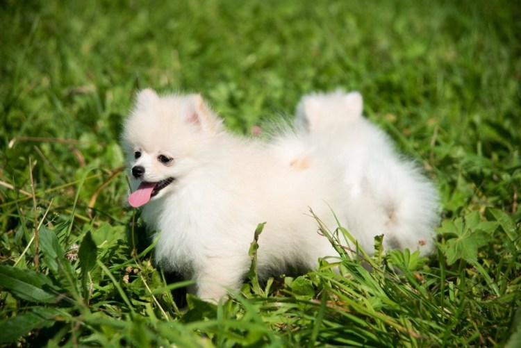 Померанский шпиц в Корее