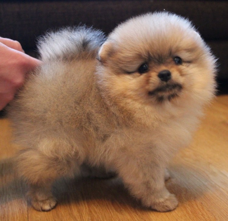 Собачка шпиц карликовый