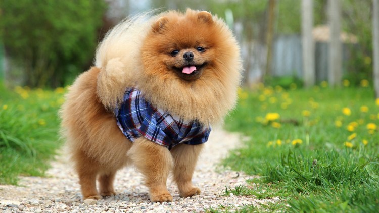 Померанский шпиц